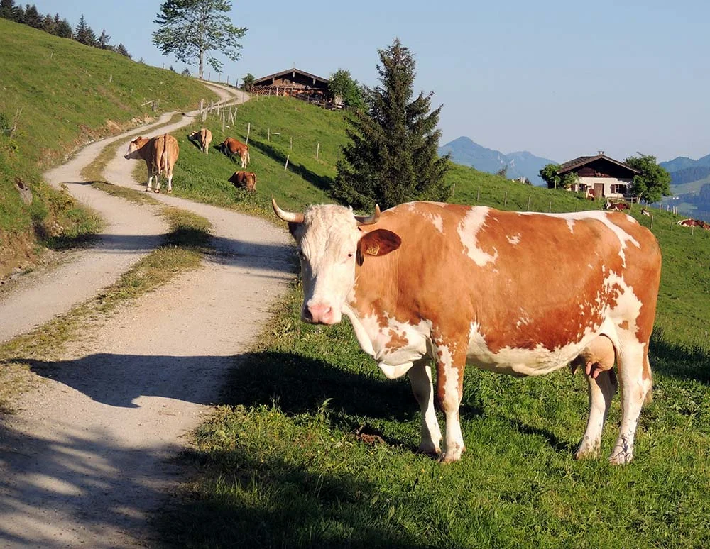 port-img-4 port-img-4